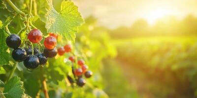 Bunches Of Ripe Black And Red Currants On A Vine In A Sunlit Garden. Fresh Organic Berries In A Natural Setting photo