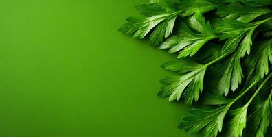 Fresh parsley on green backdrop. Bright green parsley leaves are neatly arranged against a contrasting green backdrop, highlighting their freshness. photo