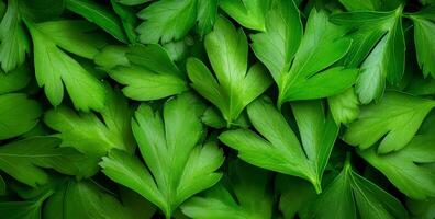 Sunlit fresh parsley leaves. Bright green parsley leaves are closely layered, highlighting their vibrant color and fresh look in natural light. photo