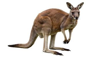 Isolated Kangaroo Standing Alert on White Background in Studio Shot photo