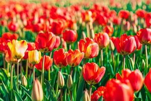 A mesmerizing view of a seemingly endless tulip field in the Netherlands, with vibrant red and yellow tulips stretching into the distance under a clear blue sky. photo