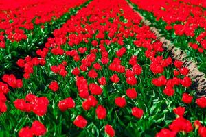 Vast and vibrant red tulip fields in the Netherlands showcasing a captivating display of nature's beauty during springtime, creating a mesmerizing and breathtaking view. photo