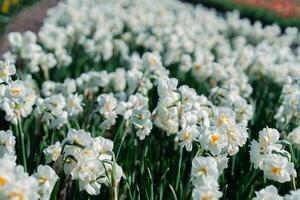 A stunning view of a picturesque Dutch landscape with vibrant and charming white daffodils in full bloom, creating a serene and idyllic scene, perfect for spring and nature-themed designs. photo
