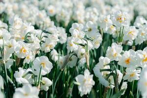 An enchanting and idyllic spring scene unfolds in a Dutch field, adorned with an abundance of delicate and blooming white daffodils, creating an exquisite and captivating springtime landscape. photo