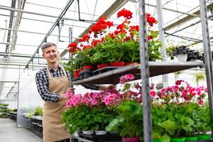 A greenhouse worker smiles while tending to vibrant red and pink geraniums on a shelf. Caucasian man pushing a cart with flower pots. photo