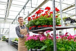 A smiling gardener in an apron surrounded by colorful geraniums in a greenhouse. Caucasian man pushing a cart with flower pots. photo