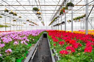 Inside a bright greenhouse, vibrant rows of blooming flowers are arranged, creating a colorful display of nature. photo