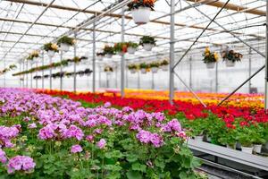 View of a vibrant greenhouse filled with colorful flowers under a glass ceiling, creating a bright and natural scene. photo