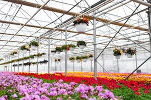 A vibrant greenhouse showcases a colorful array of flowers, with hanging baskets adding to the picturesque scene. photo