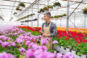 A smiling gardener watering flowers in a greenhouse. Rows of colorful blooms and hanging baskets create a vibrant setting. photo