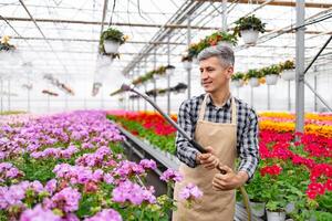 A greenhouse worker waters colorful flowers with a hose, creating a beautiful and vibrant display. photo