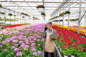 A gardener in a greenhouse with rows of vibrant geraniums, using a laptop to monitor their progress. photo