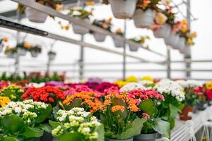 A vibrant florist shop scene showcasing a variety of colorful blooming plants in pots, creating a lively and inviting atmosphere. photo