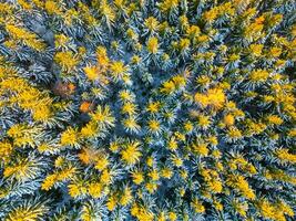 A breathtaking aerial view captures a winter forest with a vibrant mix of evergreen trees and patches of bright yellow foliage. Snow blankets the ground, creating a serene atmosphere. photo