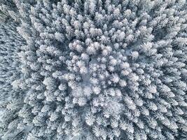 Snow-covered coniferous trees blanket the forest floor beneath. The landscape showcases a stunning natural pattern created by the dense tree cover during wintertime. photo