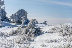 A sunny day illuminates a beautiful frozen landscape. Frosted trees stand tall, while glistening snow blankets the ground, creating a serene winter wonderland. photo