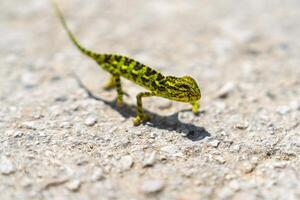 A minute chameleon effortlessly blends into its concrete surroundings. This macro photo showcases the lizard s incredible camouflage and adaptation to its environment.