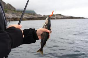 A fisherman unhooking a fresh catch on a rocky shore in Norway, with serene waters and distant mountains in the background. A tranquil fishing adventure outdoors. photo