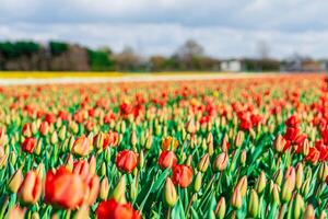 A breathtaking scene of endless red and yellow tulips covering the picturesque landscape in the Netherlands, creating a stunning display of vibrant colors and natural beauty. photo