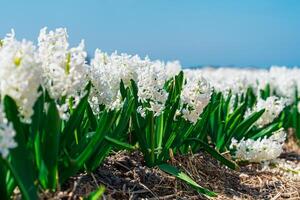 A stunning display of natural beauty as a vast field of vibrant white daffodils stretches as far as the eye can see, creating a picturesque scene in the Netherlands. photo