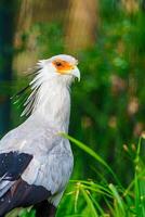 Close-up of a majestic Secretary Bird standing in its natural habitat. This wildlife image showcases the bird's unique features and can be used for conservation initiatives and educational materials. photo