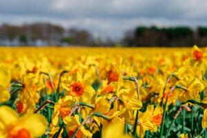 Experience the breathtaking beauty of the Netherlands as it showcases a spectacular scene with its vast field adorned with stunning yellow daffodils in full bloom during the month of April. photo
