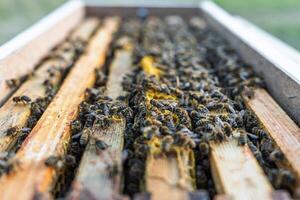 A close-up showcases beekeeping, with bees working on honeycomb frames inside the hive. This scene emphasizes the importance of bees in honey production and apiculture. photo