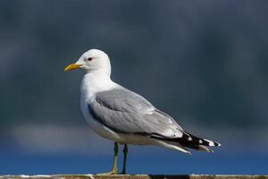 Close-up view of a northern Norwegian seagull showcasing intricate feather patterns on a sunny day at the coast, with a clear blue sky in the background photo