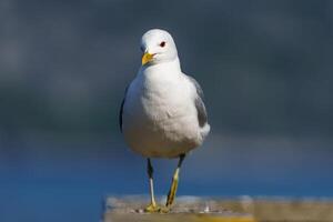 Close-up photograph of a majestic Northern Norwegian seagull perched on a weather-beaten dock, showcasing stunning feather details and intricate patterns in its plumage. photo