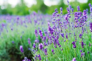 A stunning panoramic view of an idyllic lavender field with lush purple blooms spanning against the backdrop of a clear blue sky, offering a serene and picturesque scene. photo