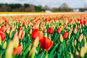 An awe-inspiring panoramic view of the Dutch countryside, showcasing an unending expanse of vivid red and yellow tulips against a backdrop of a clear blue sky. photo