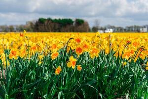 A stunning view of a vast field blanketed with vibrant yellow daffodils in full bloom during the month of April, creating a mesmerizing sight in the beautiful landscapes of the Netherlands. photo