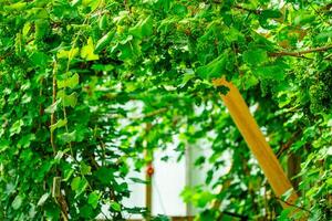 Behold the breathtaking beauty of a greenhouse vineyard set against the backdrop of a northern country, where the serene landscape and thriving greenery create a stunning visual contrast. photo
