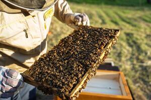 A beekeeper in protective gear inspects a honeycomb frame filled with bees. The frame showcases the hive s productivity and the essential relationship between humans and bees. photo