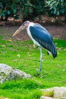 Capture the stunning details of a marabou stork in this close-up shot. The bird's distinctive beak and intricate feathers are highlighted, offering a glimpse into its captivating presence. photo