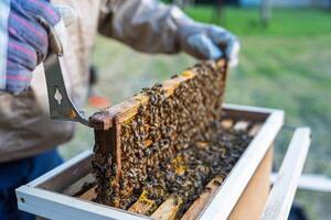 A beekeeper inspects honeycomb frames filled with busy bees, showcasing the intricate process of honey production and the crucial role of bees in pollination and ecological balance. photo