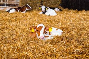 Serene Scene of White and Orange Baby Cow Resting on Clean Hay photo
