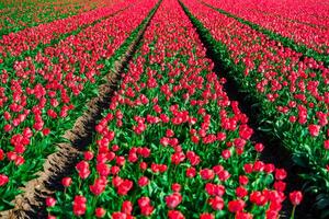 A captivating landscape featuring a mesmerizing view of lush red Dutch tulip fields, providing a splendid springtime vision with stunning natural beauty and captivating colors. photo