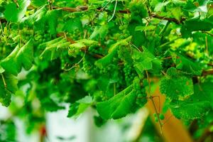 A beautiful idyllic greenhouse vineyard in the northern countryside, offering a stunning setting as the lush green vines create a picturesque backdrop, perfect for a peaceful and serene imagery. photo