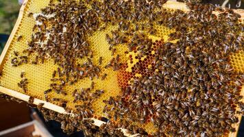 A beekeeper holds a frame of honeycomb filled with bees, highlighting the hive s structure and bees essential role in honey production. Ideal for agriculture and nature topics. photo