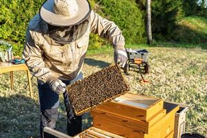Beekeeper Inspecting Honeycomb Frame Covered with Bees in Apiary for Honey Production photo