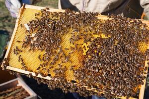 Beekeeping Beekeeper Inspecting Honeycomb Frame Covered with Bees in Apiary on Sunny Day photo