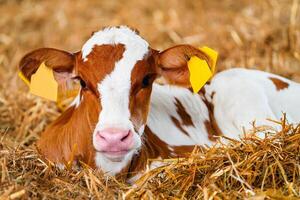 Adorable White and Orange Calf Resting in Fresh Hay on the Farm photo