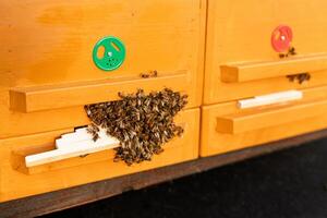 Busy Beehive Entrance A Honeybee Colony Thriving in Wooden Hives, Apiculture in Focus photo