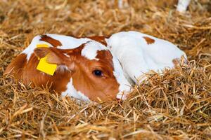 Newborn White and Orange Calf Lying and Relaxing on Pristine Hay photo
