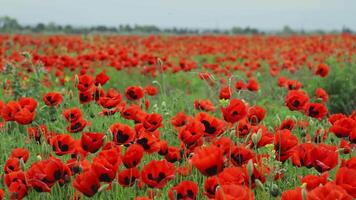 Expansive panoramic view of vibrant poppy field in full bloom, stretching across a rural landscape under a bright blue sky. The red wildflowers sway gently in the summer breeze, symbolizing peace, video