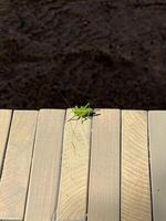 green translucent grasshopper with large antennae, basking in the sun photo