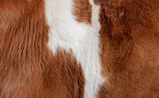 Close up view of brown and white cow fur, showcasing a striking natural pattern, perfect for backgrounds, textures, and design projects emphasizing nature's artistry photo
