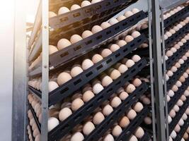The hatching eggs on the rack egg trolly before incubation process in hatchery industry. photo