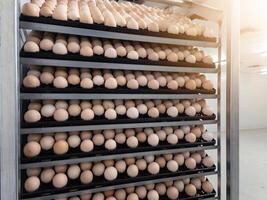 The hatching eggs on the rack eggs trolly before incubation process in hatchery industry photo